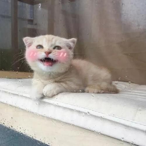 猫会笑吗