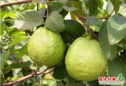 芭乐怎么才是熟了