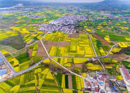 2023汉中油菜花最佳观赏地