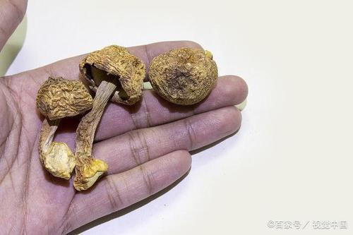 栽培姬松茸怎样浇水