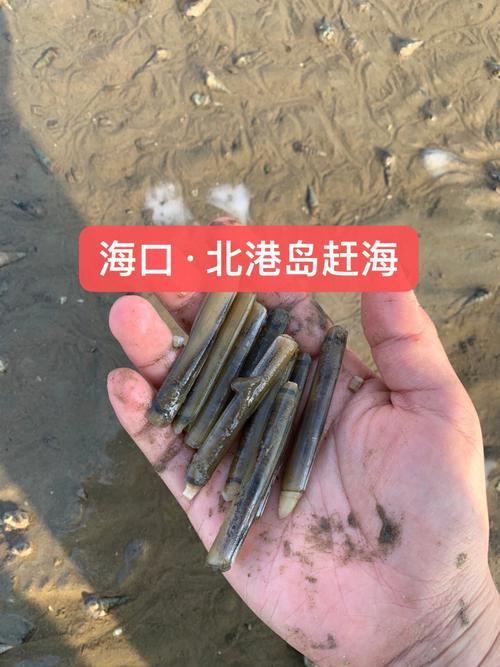 海口赶海最佳地