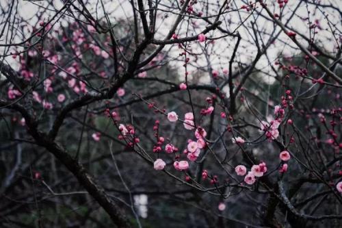 吴江区哪里可以看梅花