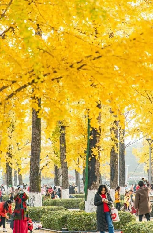 重庆哪里银杏树最多
