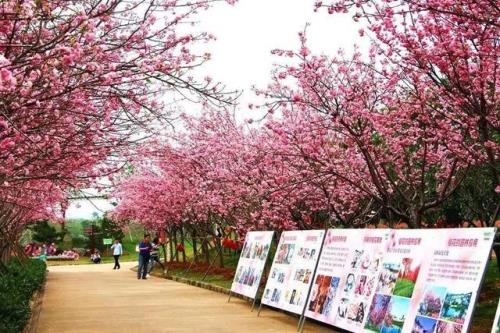 2023年从化看樱花最佳时间