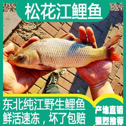 松花江无鳞鲤鱼的做法