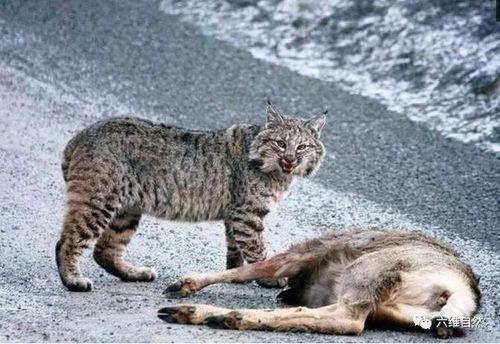 猞猁捕食成功率