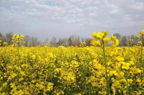 油菜花开是什么时候