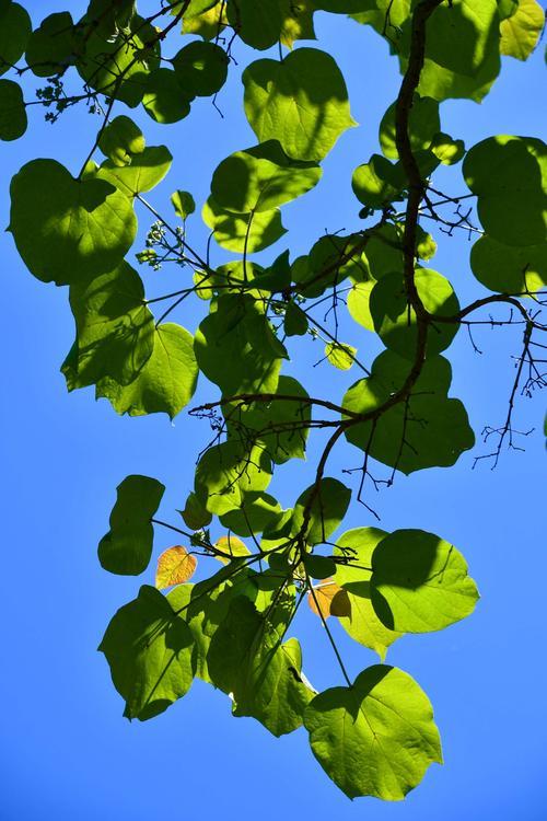 手机怎样拍树叶
