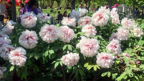 2019菏泽牡丹什么时候开