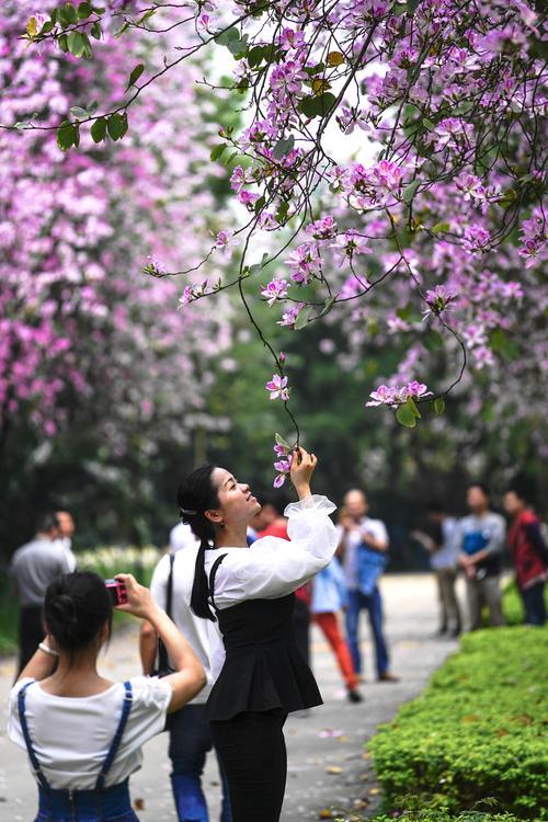 紫荆花在什么季节开