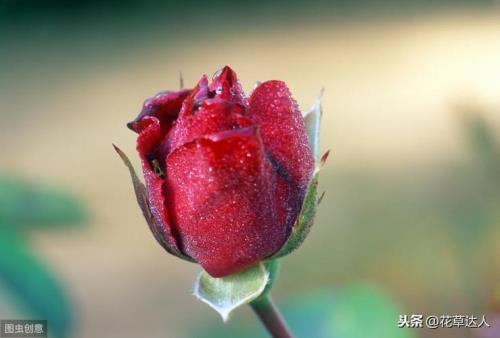 不带刺的玫瑰花叫什么
