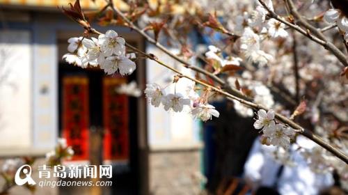 青岛樱桃花什么时间开