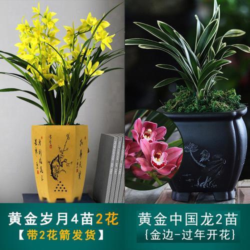 黄金岁月植物怎么养