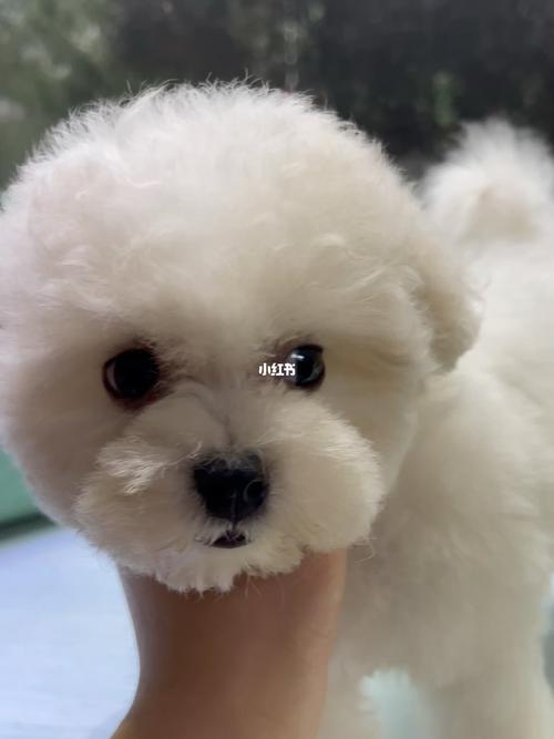 比熊毛量不足怎么办啊