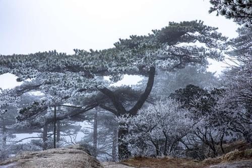 黄山的一年四季