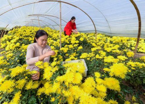 北京菊花什么时间采摘呢