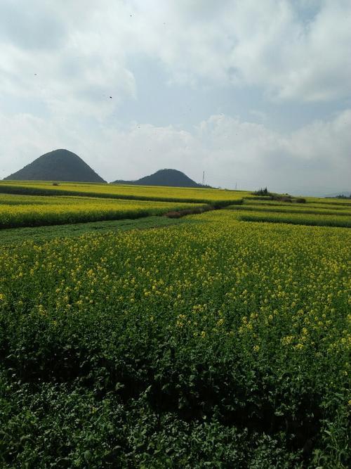 罗平属于哪个市