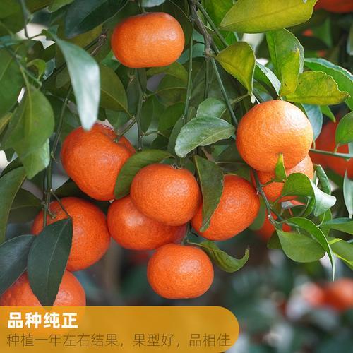 广西7月适合种什么果树