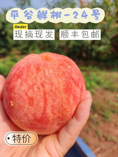 北京15号桃子详细介绍