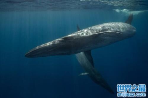 成年鲸鱼的体重是多少