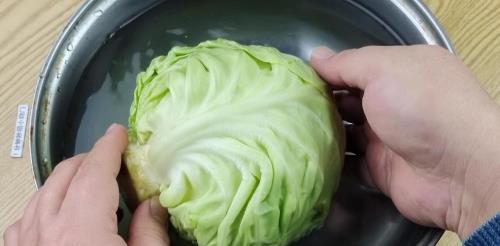 包菜为什么叫洋白菜