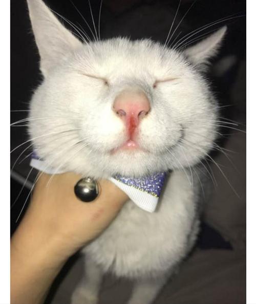 猫咪鼻子裂开了流血