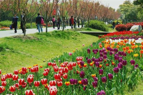 什么季节适合赏花旅游