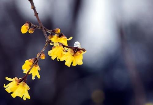 倒春寒是什么时候