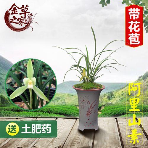 阿里山素兰花花期