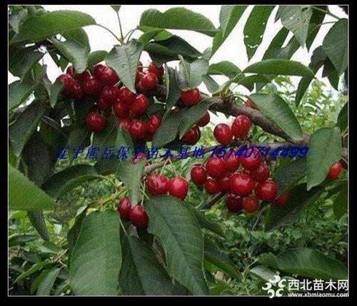 大连卖樱桃苗地方