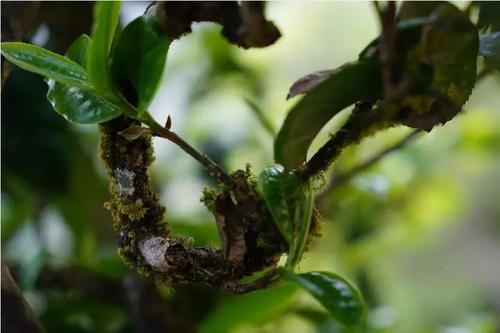 香竹林古树茶香气特点