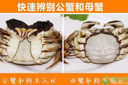 毛蟹怎么分公母