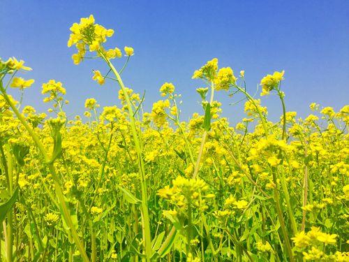 上海什么地方看油菜花好