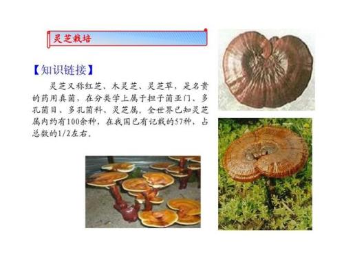 灵芝介绍