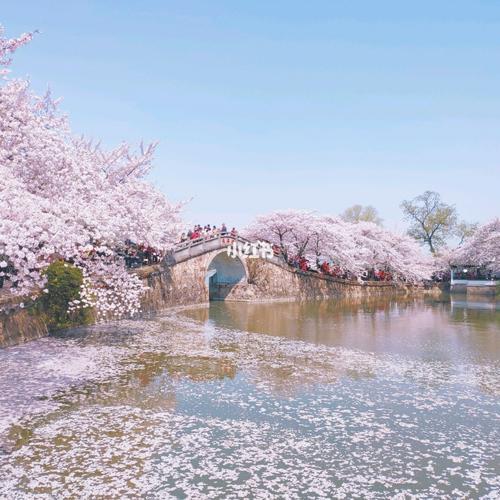 太湖鼋头渚樱花谷什么时间开花