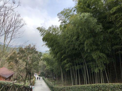 去宜兴竹海如何预约