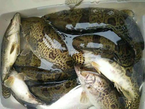 钓桂花鱼用什么料