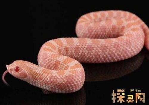 十大无毒的蛇排行榜