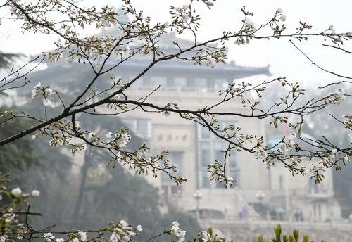 武汉大学赏樱花最佳月份是