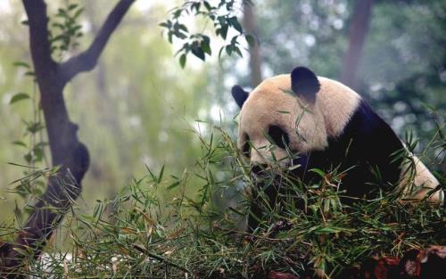 河南动物园有熊猫吗