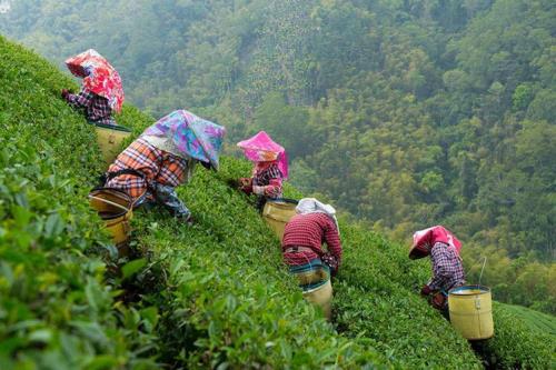雷山云雾茶好喝吗