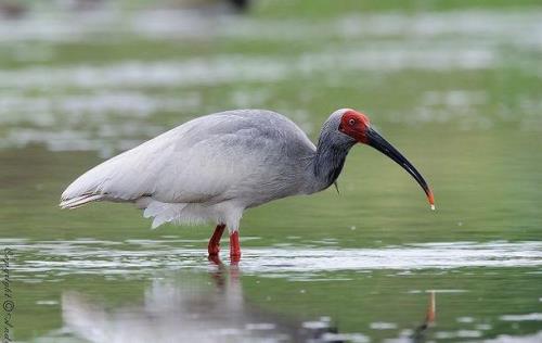 为什么朱鹮鸟这么有名
