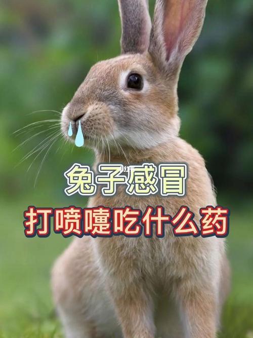 兔子打喷嚏流鼻涕用什么药