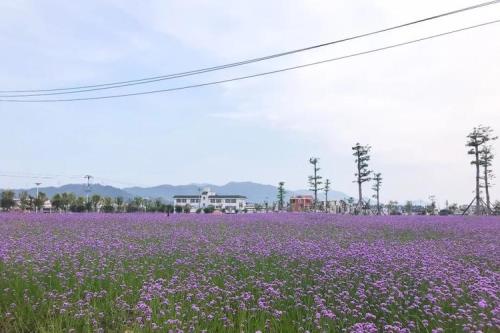 漳州哪里可以看花