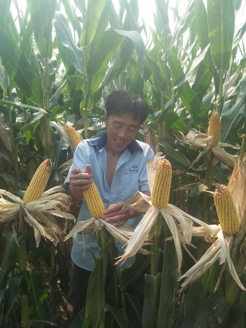 良玉99和裕丰303哪个好