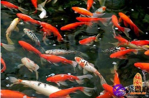 河水养鱼对鱼好不好