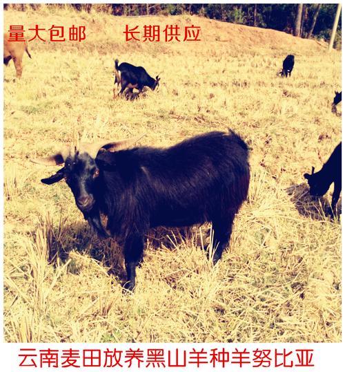 云南最大山羊交易市场