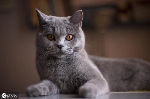 蓝猫的性格跟特点