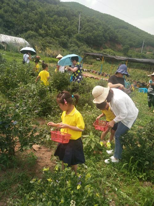 采摘蓝莓的方法和流程