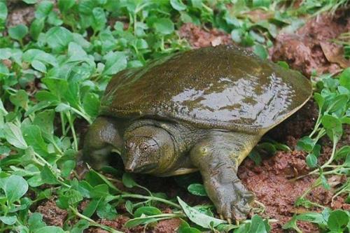 世界最大甲鱼排名